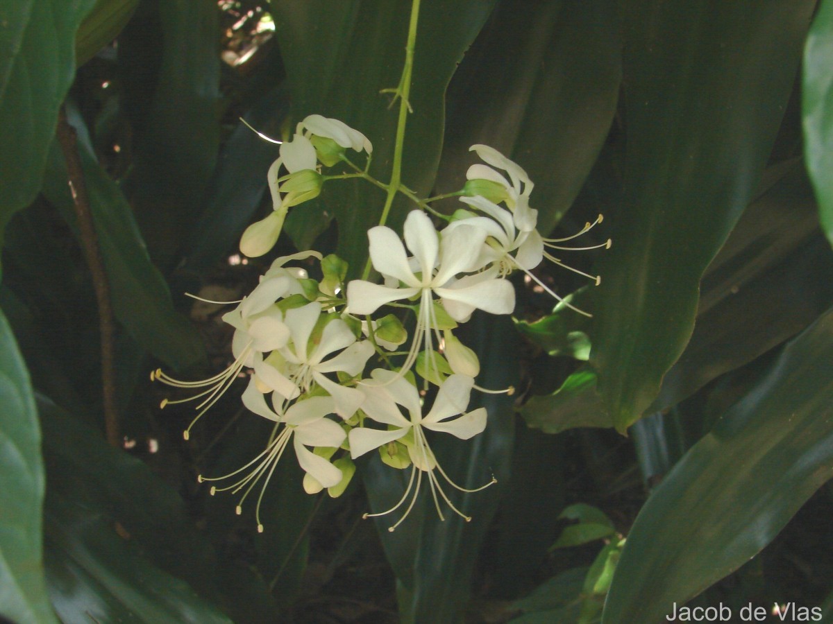 Clerodendrum laevifolium Blume